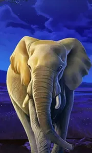 African Elephant